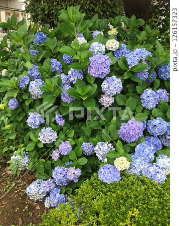 薄い青紫色の紫陽花の花 126157323