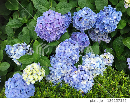 薄い青紫色の紫陽花の花 126157325