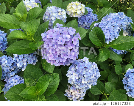 薄い青紫色の紫陽花の花 126157328