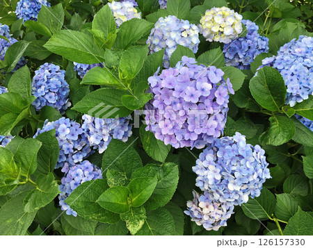 薄い青紫色の紫陽花の花 薄い青紫色の紫陽花の花 126157330