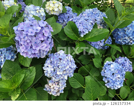 薄い青紫色の紫陽花の花 薄い青紫色の紫陽花の花 126157334