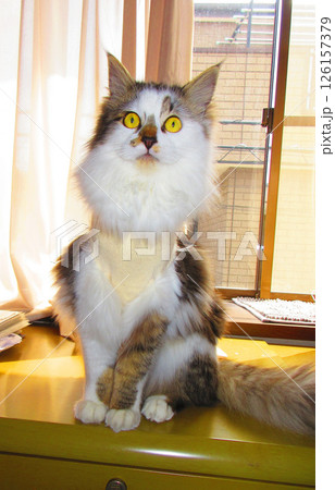 縞三毛猫の避妊手術後の術後衣（エリザベスウエア）を身に着けている姿 126157379
