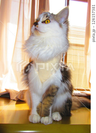 縞三毛猫の避妊手術後の術後衣（エリザベスウエア）を身に着けている姿 126157381