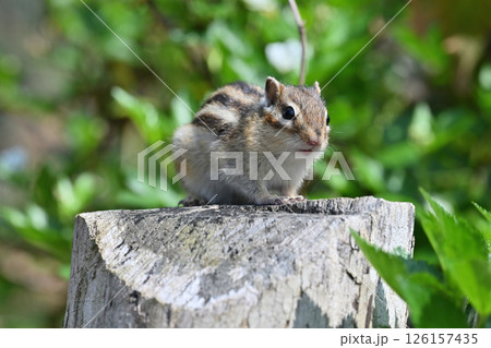 シマリス 126157435