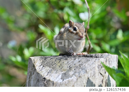 シマリス 126157436