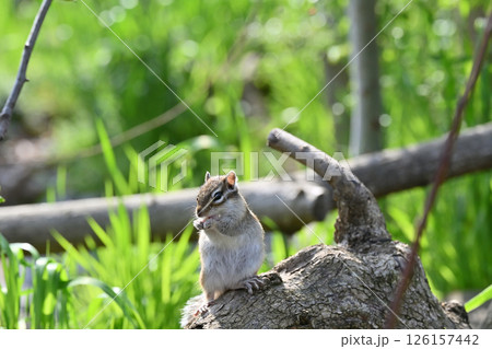 シマリス 126157442