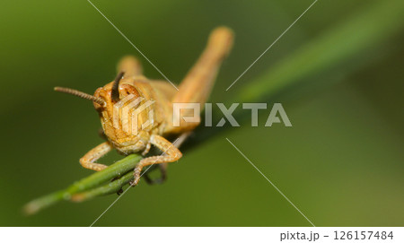 Grasshopper, Spain 126157484