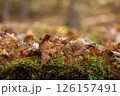 秋の落ち葉と苔 126157491