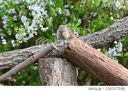 シマリスとユキヤナギ 126157586