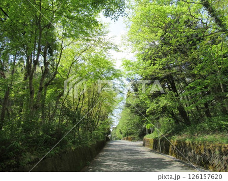 目に青葉森林浴漂う田舎道 目に青葉森林浴漂う田舎道 126157620