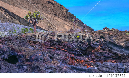Volcanic Landscape, Galapagos National Park 126157731