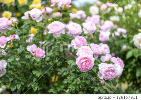 ピンクのバラ バラの花 花 初夏 夏 素材 ピンクのバラ バラの花 花 初夏 夏 素材 126157911