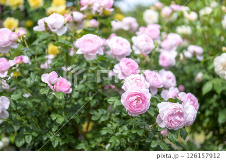 ピンクのバラ バラの花 花 初夏 夏 素材 ピンクのバラ バラの花 花 初夏 夏 素材 126157912
