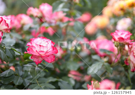 ピンクとホワイトのバラ バラの花 花 白色 ピンク色 初夏 夏 素材 126157945