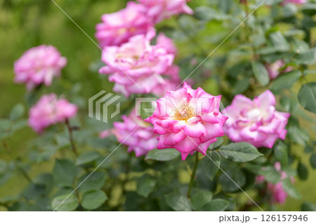 ピンクとホワイトのバラ バラの花 花 白色 ピンク色 初夏 夏 素材 126157946
