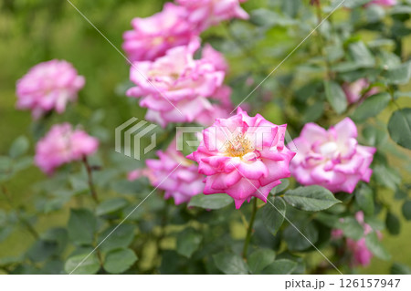 ピンクとホワイトのバラ バラの花 花 白色 ピンク色 初夏 夏 素材 126157947