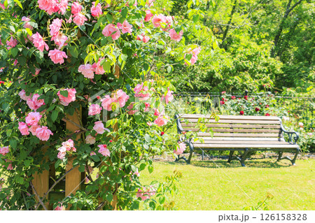 蜻蛉池公園　満開のバラ園 126158328