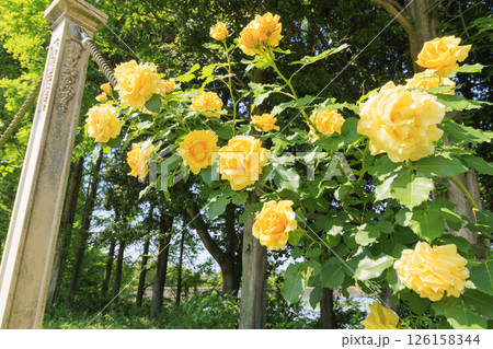 蜻蛉池公園　満開のバラ園 126158344