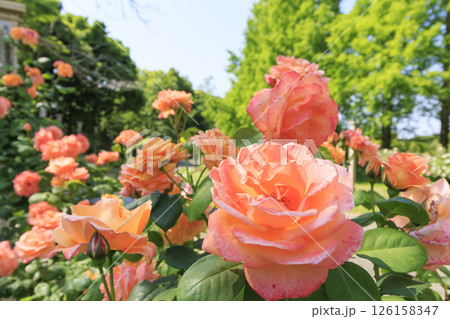 蜻蛉池公園　満開のバラ園 126158347