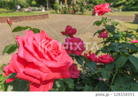 蜻蛉池公園　満開のバラ園 126158351