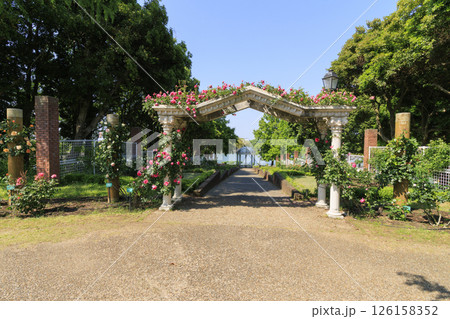 蜻蛉池公園　満開のバラ園 126158352