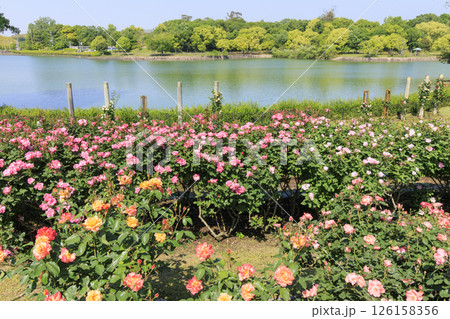 蜻蛉池公園 満開のバラ園 蜻蛉池公園 満開のバラ園 126158356