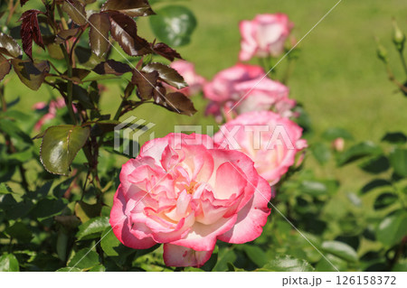 蜻蛉池公園　満開のバラ園 126158372