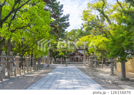 西宮神社　新緑に包まれた参道と注連柱 126158870