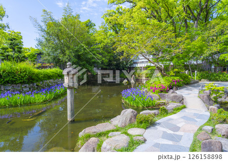 西宮神社 神苑に咲く杜若 西宮神社 神苑に咲く杜若 126158898