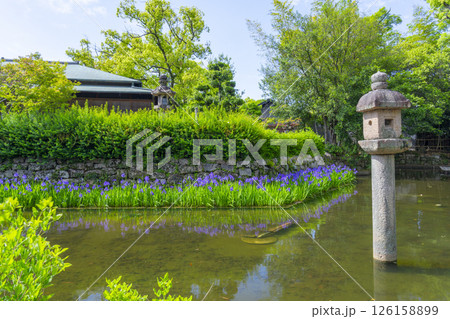 西宮神社 神苑に咲く杜若 西宮神社 神苑に咲く杜若 126158899