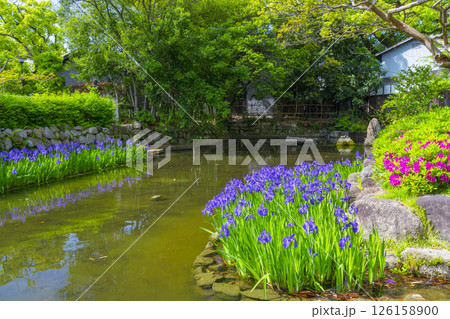 西宮神社　神苑に咲く杜若 126158900