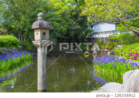 西宮神社　神苑に咲く杜若 126158912