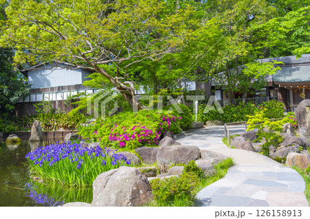 西宮神社　神苑に咲く杜若 126158913