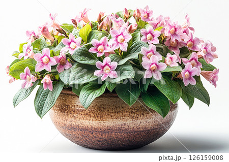 Big Weigela bush in rustic pot with fleshy leaves and pink flowers on a white background. 126159008
