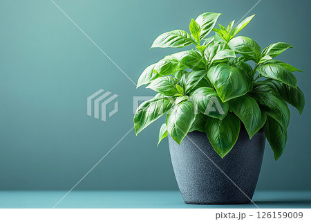 Basil plant with lush green leaves on a gray background. Herb in small pot 126159009
