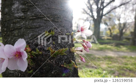 桜並木 126159058
