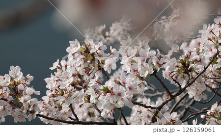 桜並木 桜並木 126159061