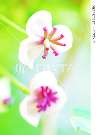 家の周りの草花 四季の色々 春の光を浴びて雑木林に小さなピンク色のアケビの花が咲き始めました 家の周りの草花 四季の色々 春の光を浴びて雑木林に小さなピンク色のアケビの花が咲き始めました 126159166