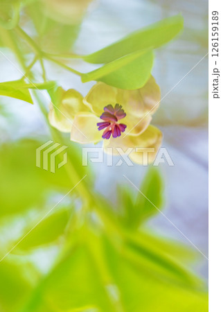 家の周りの草花 四季の色々 春の光を浴びて雑木林に小さなピンク色のアケビの花が咲き始めました 家の周りの草花 四季の色々 春の光を浴びて雑木林に小さなピンク色のアケビの花が咲き始めました 126159189
