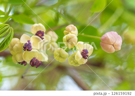 家の周りの草花 四季の色々 春の光を浴びて雑木林に小さなピンク色のアケビの花が咲き始めました 家の周りの草花 四季の色々 春の光を浴びて雑木林に小さなピンク色のアケビの花が咲き始めました 126159192