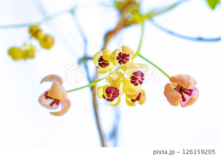 家の周りの草花 四季の色々 春の光を浴びて雑木林に小さなピンク色のアケビの花が咲き始めました 家の周りの草花 四季の色々 春の光を浴びて雑木林に小さなピンク色のアケビの花が咲き始めました 126159205