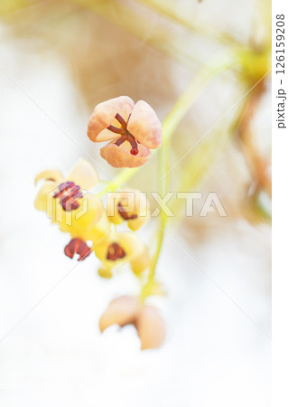 家の周りの草花　四季の色々　春の光を浴びて雑木林に小さなピンク色のアケビの花が咲き始めました 126159208