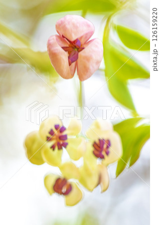 家の周りの草花　四季の色々　春の光を浴びて雑木林に小さなピンク色のアケビの花が咲き始めました 126159220