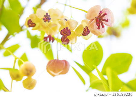 家の周りの草花 四季の色々 春の光を浴びて雑木林に小さなピンク色のアケビの花が咲き始めました 家の周りの草花 四季の色々 春の光を浴びて雑木林に小さなピンク色のアケビの花が咲き始めました 126159226