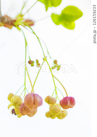 家の周りの草花 四季の色々 春の光を浴びて雑木林に小さなピンク色のアケビの花が咲き始めました 家の周りの草花 四季の色々 春の光を浴びて雑木林に小さなピンク色のアケビの花が咲き始めました 126159233