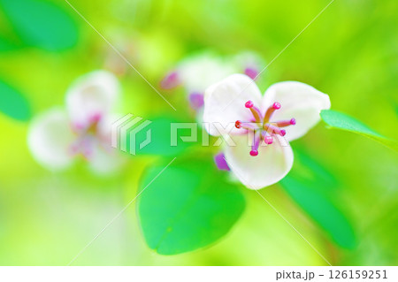 家の周りの草花 四季の色々 春の光を浴びて雑木林に小さなピンク色のアケビの花が咲き始めました 家の周りの草花 四季の色々 春の光を浴びて雑木林に小さなピンク色のアケビの花が咲き始めました 126159251