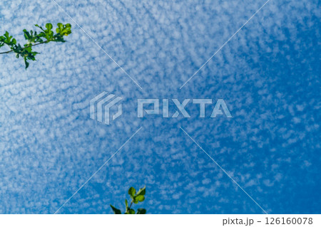Background of sky is with small piles of clouds similar to sheep's wool against the blue sky. In the foreground, there are blurred green tree branches at the edges of the frame on the left and bottom Background of sky is with small piles of clouds similar to sheep's wool against the blue sky. In the foreground, there are blurred green tree branches at the edges of the frame on the left and bottom 126160078