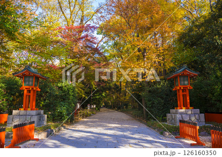 京都 下鴨神社 紅葉の糺の森(ただすのもり) 京都 下鴨神社 紅葉の糺の森(ただすのもり) 126160350