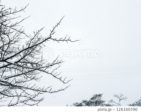 雪を纏った冬枯れの枝と静寂な空 126160396