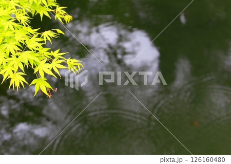 新緑の季節 126160480